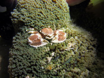 Close-up of coral in sea