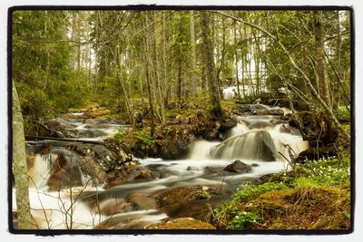 Scenic view of waterfall in forest