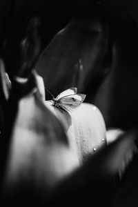 Cropped image of woman