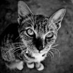 Close-up portrait of cat