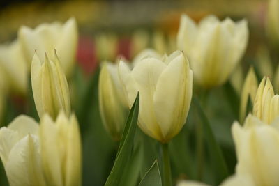 Close-up of white tulip