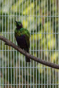 Close-up of bird perching on leaf