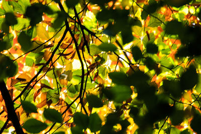 Close-up of fruits on tree