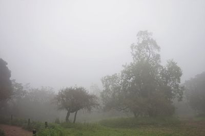 Trees on landscape against sky