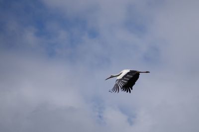 Low angle view of bird flying in sky