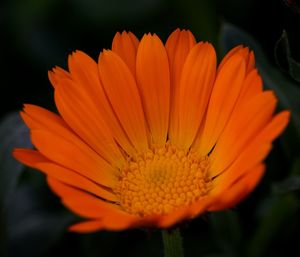 Close-up of orange flower blooming outdoors