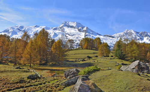  autumnal alpine landscape with yellow larch trees ans snowy mountain range under a blue sky