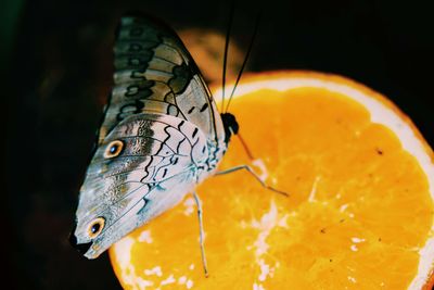 Close-up of butterfly on orange leaf