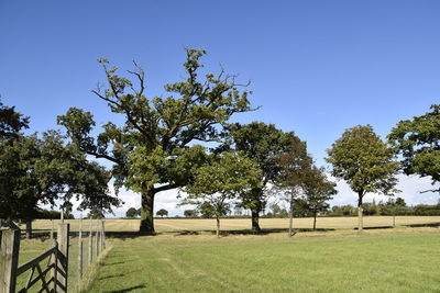 Trees on field against clear sky