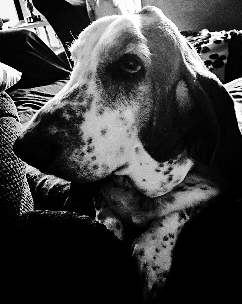 CLOSE-UP OF DOG IN BLANKET