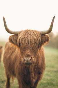 Close-up of cow standing on field