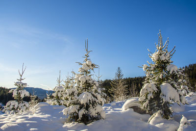 Snow covered plants and trees against blue sky