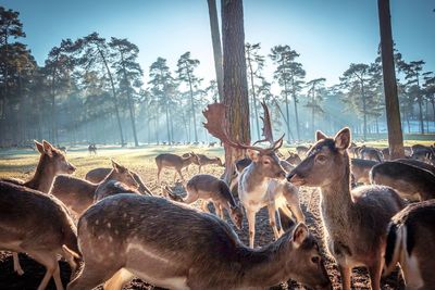 Herd of deers against trees