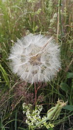 Close-up of dandelion