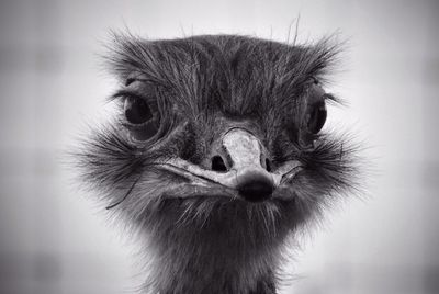 Close-up portrait of emu