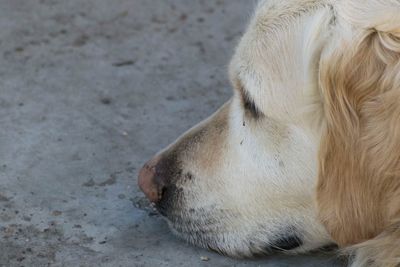 Close-up of dog