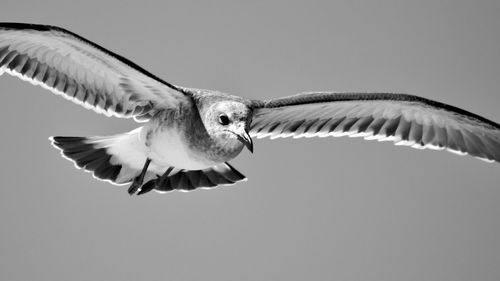 Low angle view of eagle flying against clear sky