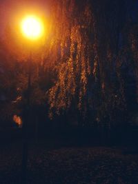 Illuminated trees against sky at night