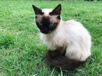 Cat sitting on grass