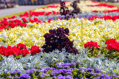 Close-up of multi colored flowers blooming outdoors