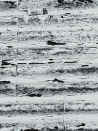 View of birds flying over sea