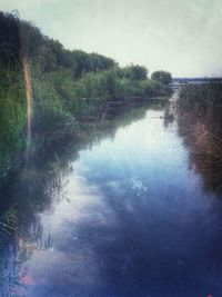 Reflection of trees in water