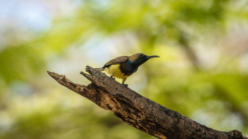 Close-up of bird perching on branch