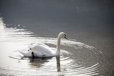 Swans swimming in lake