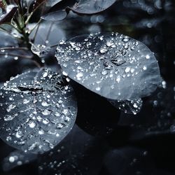 Close-up of water drops on leaf