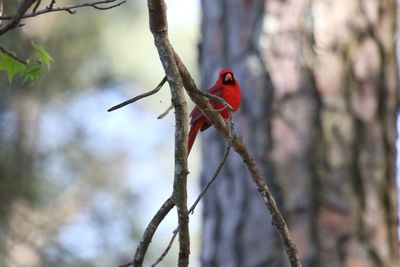 Close-up of a bird perching on branch