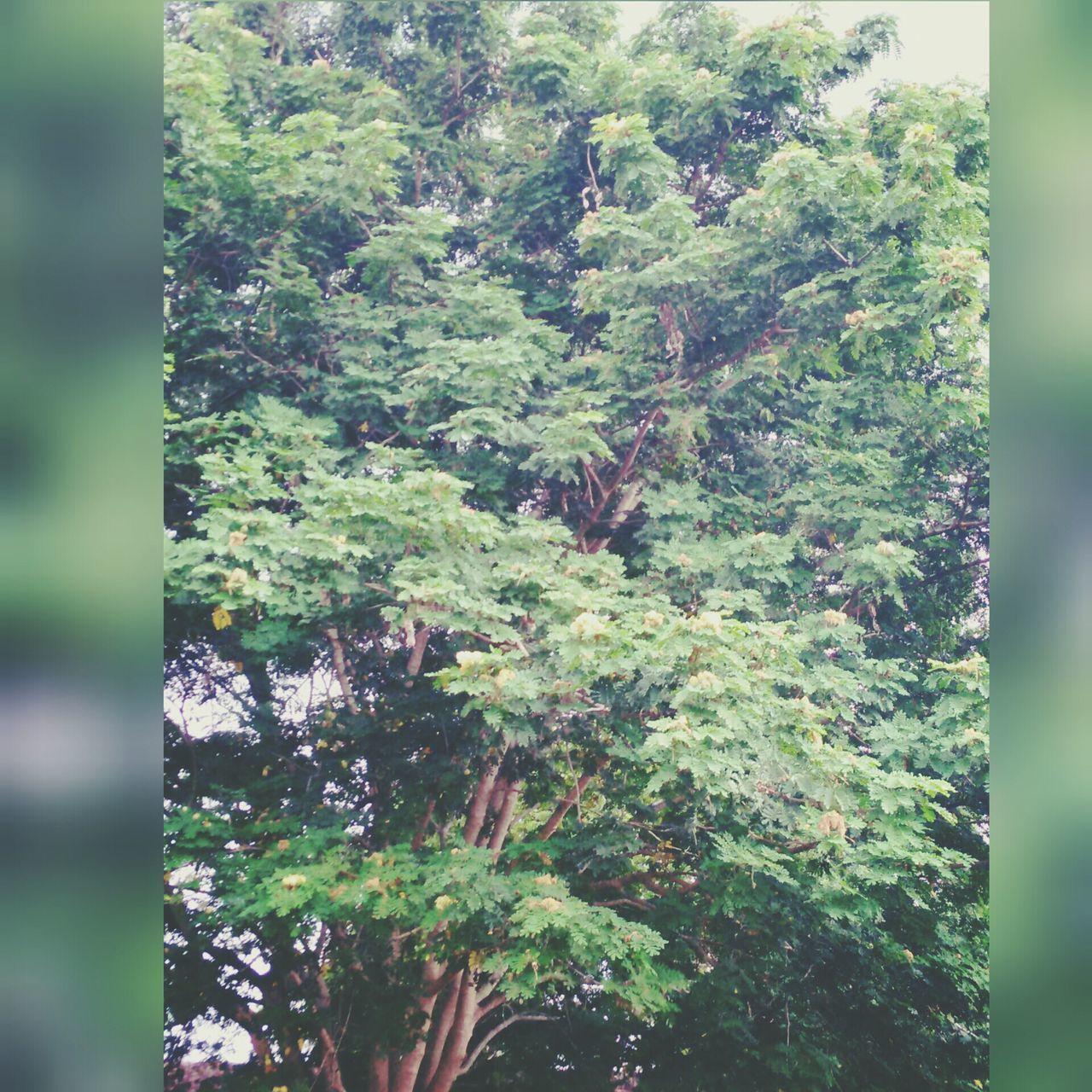 tree, growth, green color, forest, nature, plant, beauty in nature, tranquility, tree trunk, branch, leaf, focus on foreground, growing, day, close-up, lush foliage, outdoors, green, no people, tranquil scene