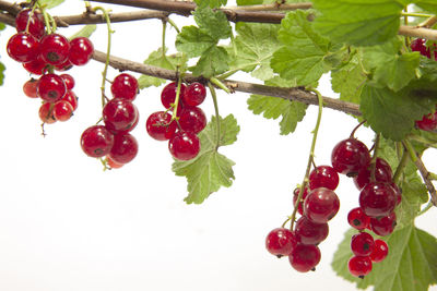 Close-up of red berries growing on tree