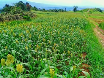 Scenic view of corn field against sky