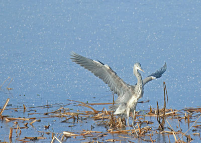 Close-up of bird flying over lake during winter