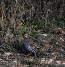 Bird perching on ground