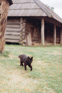 Cat standing in a field