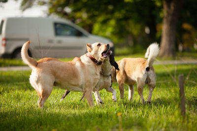 View of dogs on grassy field