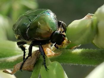 Close-up of crab on plant