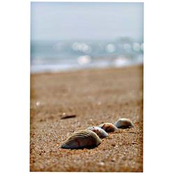 Close-up of shells on beach