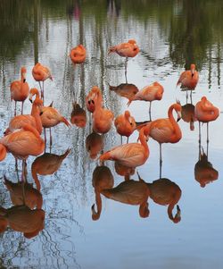 View of birds in lake