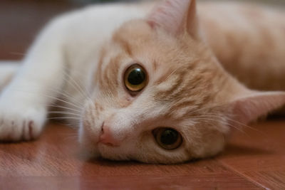 Close-up portrait of a cat