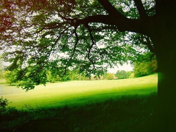 Scenic view of grassy field