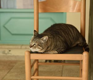 Cat resting on chair