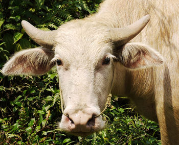 Close-up portrait of a horse on field