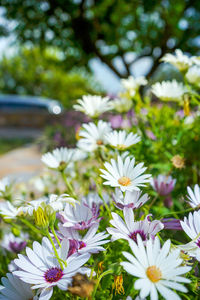 Close-up of white daisy flowers