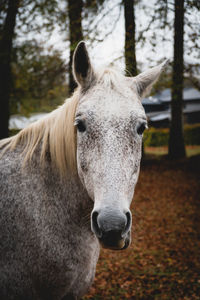 Close-up portrait of a horse on field