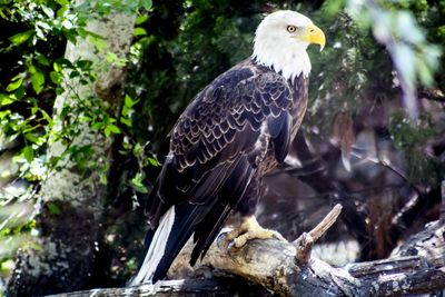 Close-up of bird perching on branch