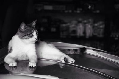 Cat lying on car roof in parking garage