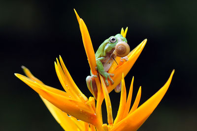 Close-up of yellow flower over black background