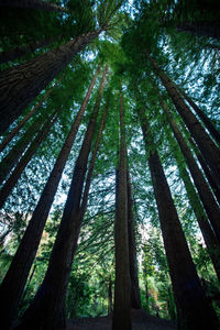 Low angle view of tall trees in forest